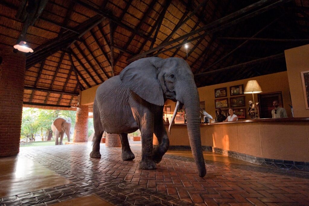 One of Mfuwe Lodge's elephant visitors, wandering through the lodge reception to reach the native mango tree in the lodge grounds (image by Mfuwe Lodge)