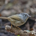 Mountain Fulvetta (image by Pete Morris)