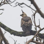 Portrait of a Mountain Hawk Eagle (image by Pete Morris)