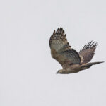 A Mountain Hawk Eagle in flight (image by Pete Morris)