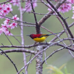 Mrs Gould's Sunbird (image by Pete Morris)