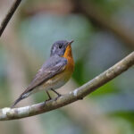 Mugimaki Flycatcher (image by Pete Morris)