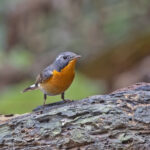 Mugimaki Flycatcher (image by Pete Morris)