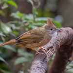 Ochraceous Bulbul with its quirky crest (image by Pete Morris)
