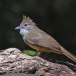 Ochraceous Bulbul (image by Pete Morris)