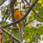 Orange-breasted Trogon (image by Pete Morris)