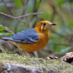 Orange-headed Thrush (image by Pete Morris)