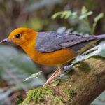Orange-headed Thrush (image by Pete Morris)