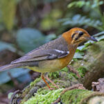 Orange-headed Thrush (image by Pete Morris)