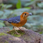 Portrait of an Orange-headed Thrush (image by Pete Morris)