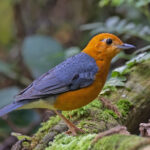 Orange-headed Thrush (image by Pete Morris)