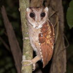 Beautiful Oriental Bay Owl (image by Pete Morris)
