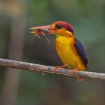 Lunch anyone? (image by Pete Morris)