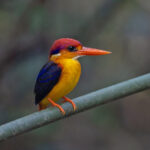 Portrait of an Oriental Dwarf Kingfisher (image by Pete Morris)