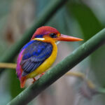 Oriental Dwarf Kingfisher, one of Vietnam's forest jewels (image by Pete Morris)