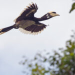 Oriental Pied Hornbill in flight (image by Pete Morris)