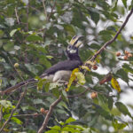 An Oriental Pied Hornbill on a fruiting tree (image by Pete Morris)