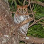 Oriental Scops Owl (image by Pete Morris)