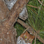 Oriental Scops Owl pair (image by Pete Morris)