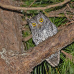 Oriental Scops Owl (image by Pete Morris)