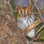 Gorgeous little Oriental Scops Owl (image by Pete Morris)