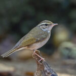 Pale-legged Leaf Warbler (image by Pete Morris)