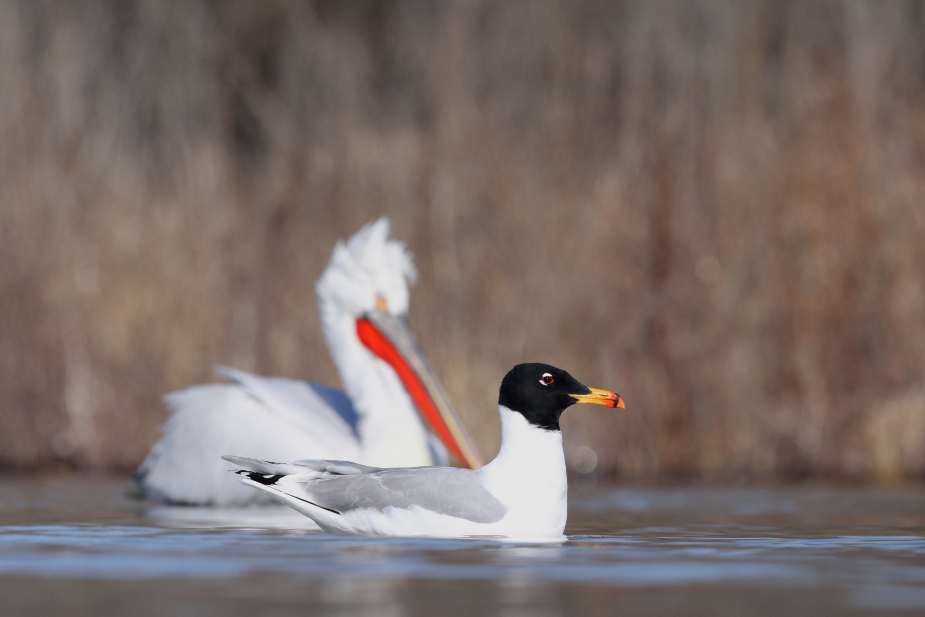 Breeding plumaged Pallas' Gulls share their winter world with breeding plumaged Dalmatian Pelicans (image by János Oláh)