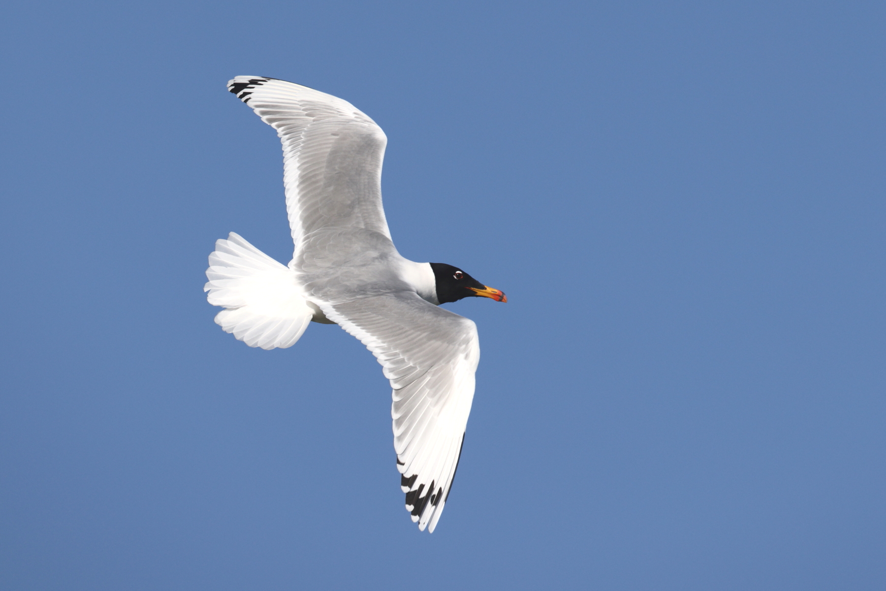 Beautiful breeding plumaged Pallas' Gull in flight (image by János Oláh)