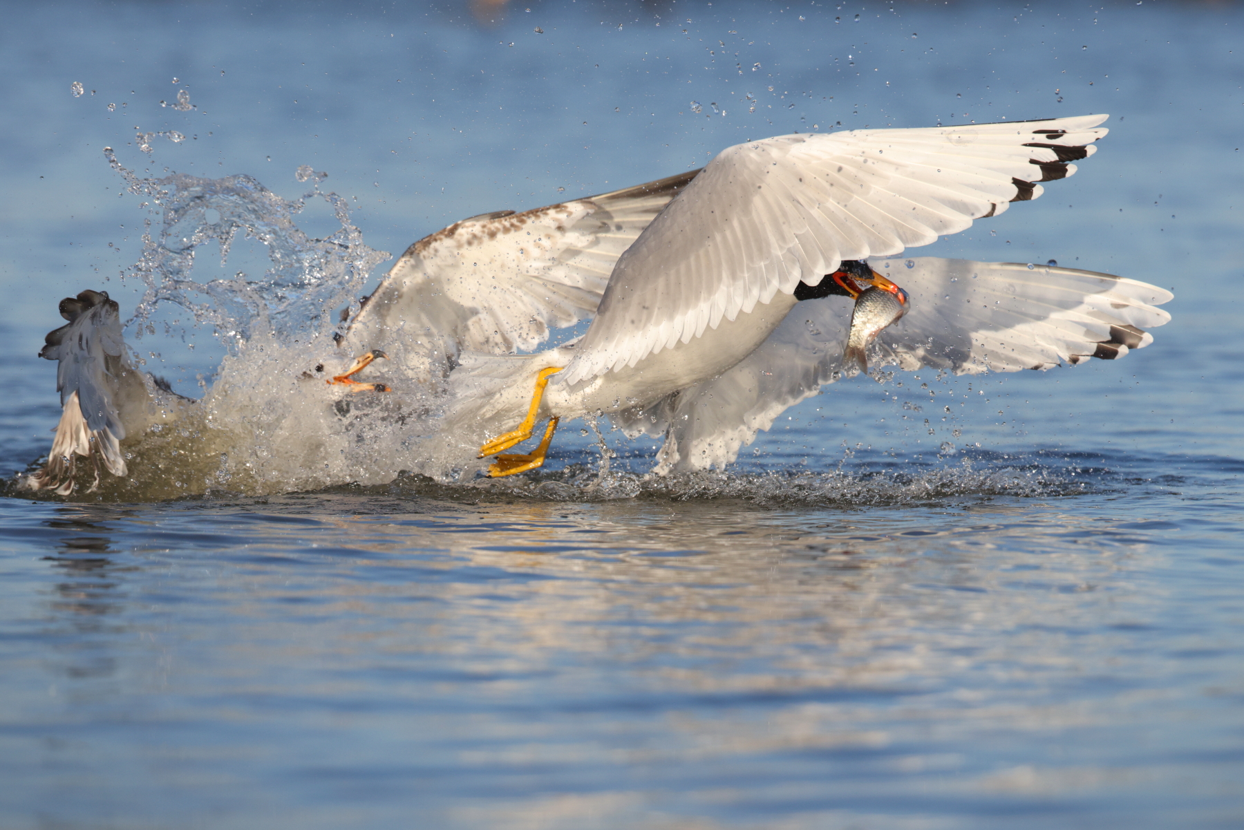 Spectacular landing of a Pallas' Gull (image by János Oláh)