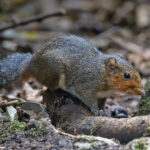 Perny's Long-nosed Squirrel from one of our photography hides (image by Pete Morris)