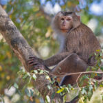 Pig-tailed Macaque (image by Pete Morris)