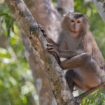 Portrait of a Pig-tailed Macaque (image by Pete Morris)