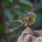 Pin-striped Tit Babbler (image by Pete Morris)