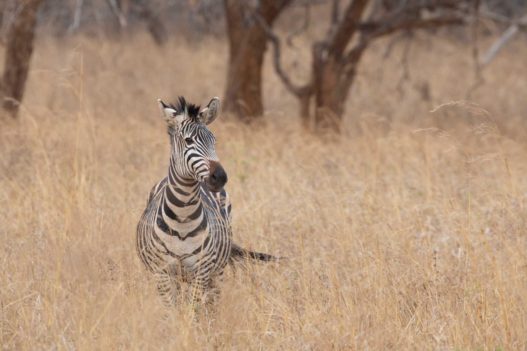 Plains Zebra look stunning in the yellow savannah grasslands of South Luangwa (image by Inger Vandyke)