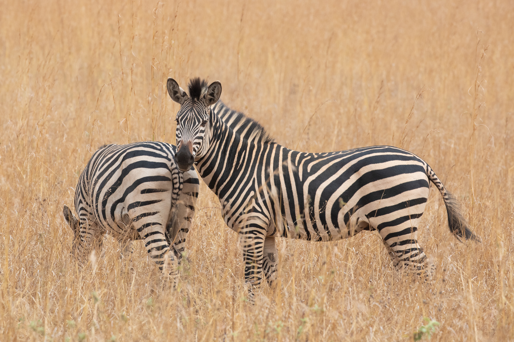 A pair of Plains Zebra grazing in the savannah grasses (image by Inger Vandyke)