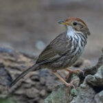 Puff-throated Babbler (image by Pete Morris)