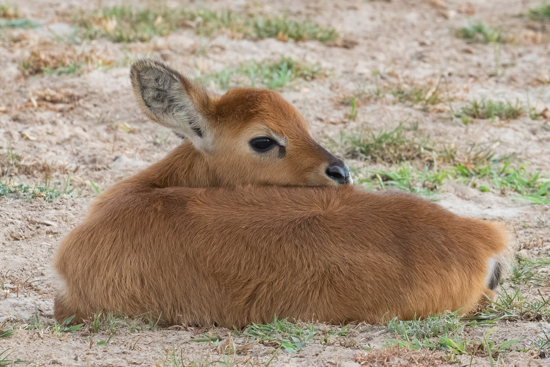 A gorgeous Puku fawn takes a break near its mother (image by Inger Vandyke)