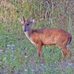 Portrait of a Red Barking Deer (image by Pete Morris)