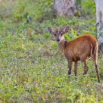 Red Barking Deer (image by Pete Morris)