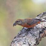 Look at that bill! Portrait of a Red Crossbill (image by Pete Morris)