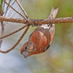 A Red Crossbill hangs from a rough branch (image by Pete Morris)