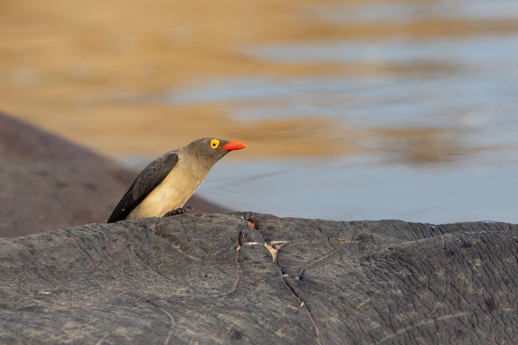 Red-billed Oxpecker on a hippo with the golden waters of the Luangwa River behind (image by Inger Vandyke)