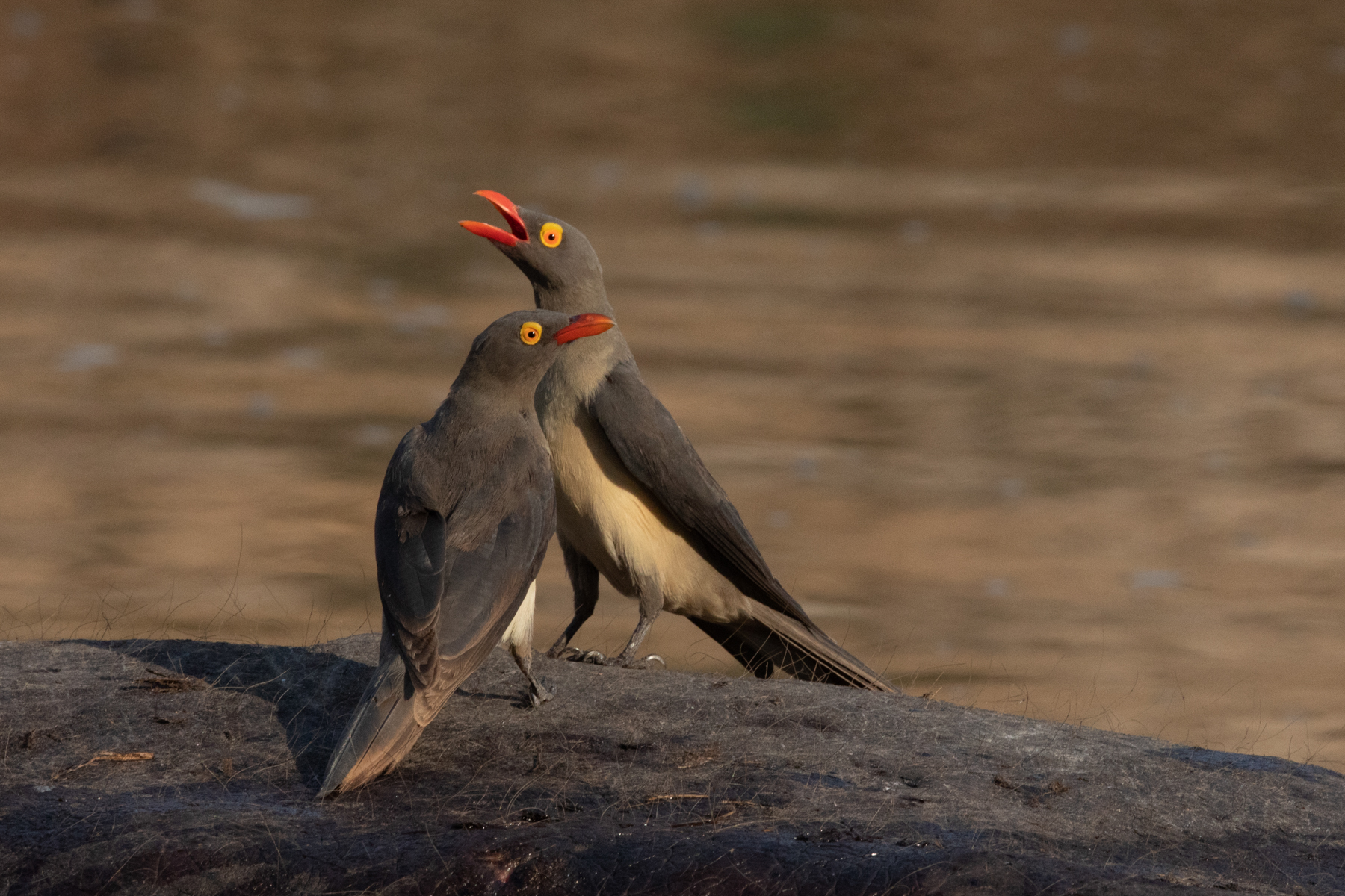 A pair of Red-billed Oxpeckers having a chat on a hippo back (image by Inger Vandyke)
