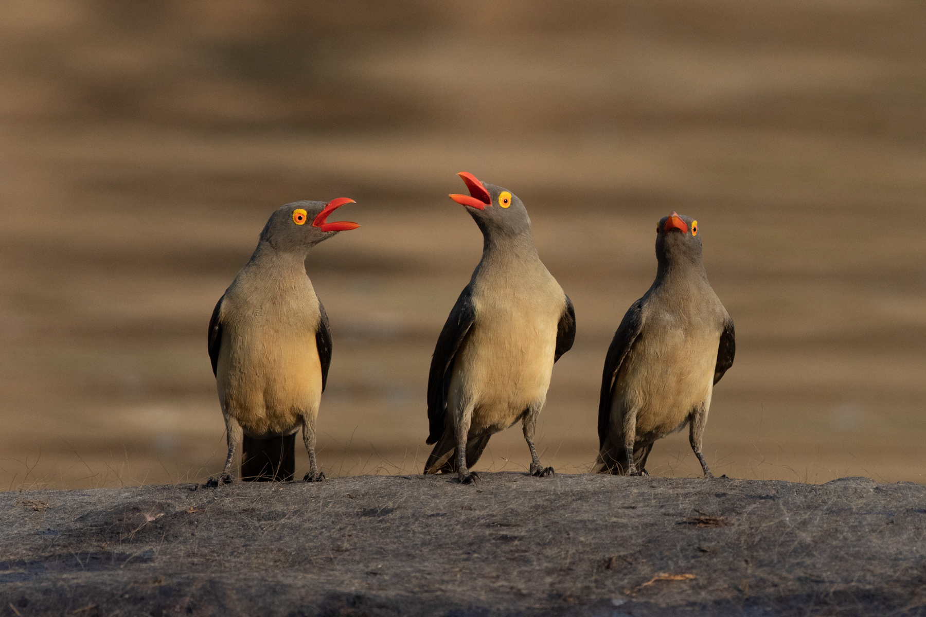 The Three Musketeers (image by Inger Vandyke)