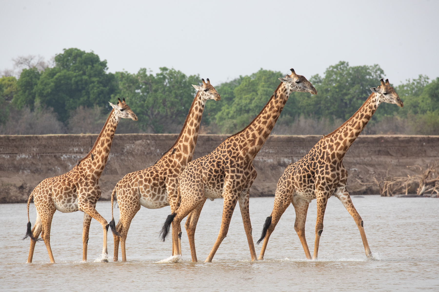 The journey of a river. A group of Thornicrofts Giraffes brave the crocodiles and cross a shallow stretch of the Luangwa River (image by Inger Vandyke)