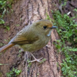 Rufous-browed Flycatcher (image by Pete Morris)