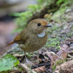 Rufous-browed Flycatcher (image by Pete Morris)