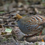 Rufous-throated Partridge (image by Pete Morris)