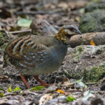 Rufous-throated Partridge (image by Pete Morris)