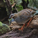Rufous-throated Partridge on the forest floor (image by Pete Morris)